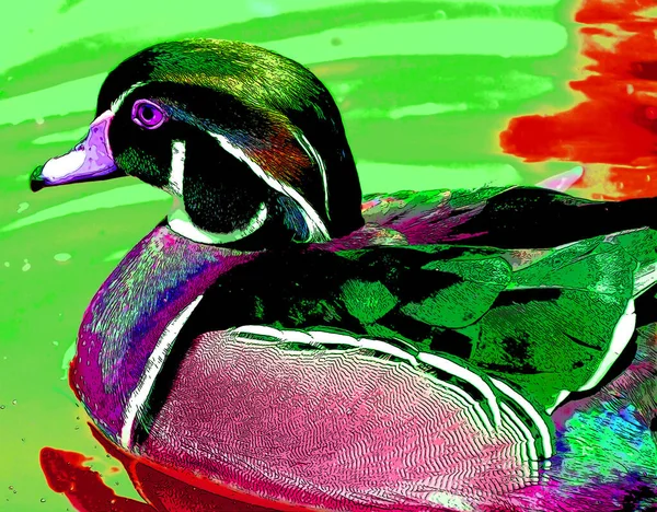 Wood Duck Або Carolina Duck Aix Sponsa Вид Качок Мешкають — стокове фото