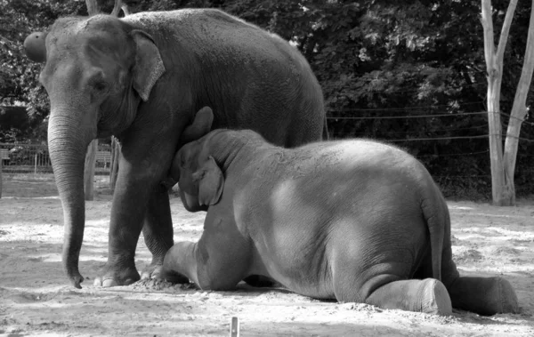 Elephant mother breastfeeding her elephant infant baby