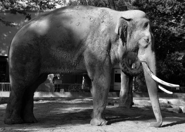 Elefantes São Grandes Mamíferos Família Elephantidae Ordem Proboscidea — Fotografia de Stock