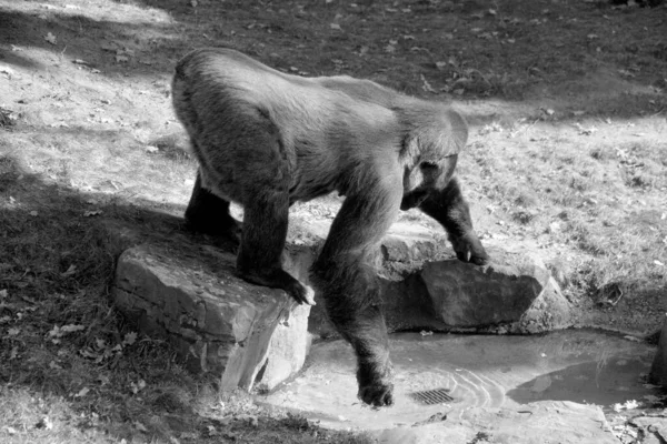 Black and white portrait of gorilla in zoo