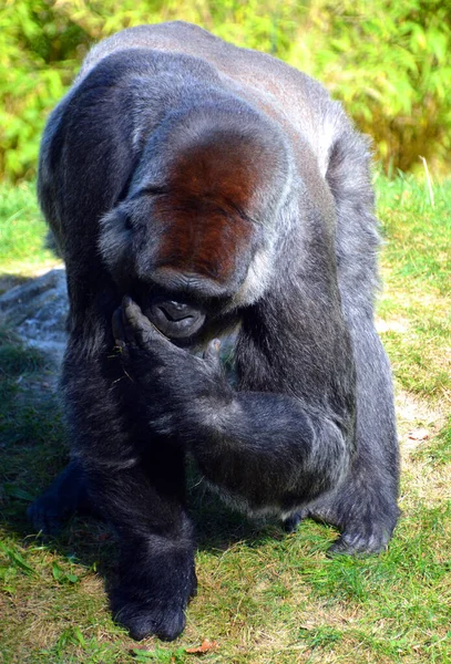 Portrait Black Gorilla Zoo — Stockfoto