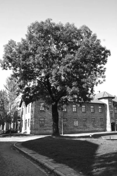 Campo Concentramento Auschwitz Polonia — Foto Stock