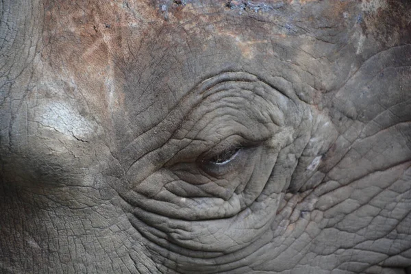 a closeup shot of an elephant eye