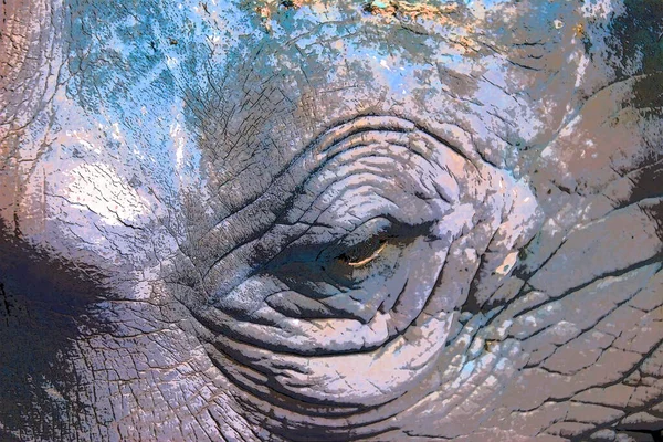 Närbild Ett Elefantöga — Stockfoto