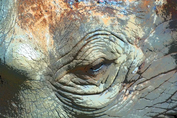 Closeup Shot Elephant Eye Stock Picture