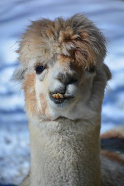 Lama (Lama gma), Andean kültürleri tarafından Hispanik öncesi dönemlerden beri et ve yük hayvanı olarak kullanılan Güney Amerika kamelyasıdır..