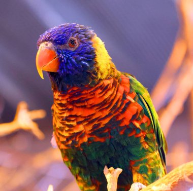 parrot bird with bright feathers