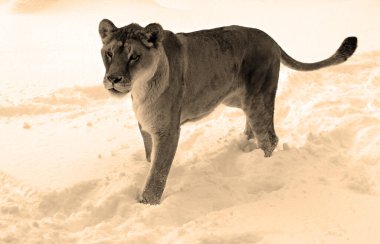 close-up shot of beautiful lion in zoo walking on snowy meadow