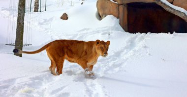close-up shot of beautiful lion in zoo walking on snowy meadow