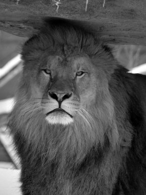 Karda oynayan aslan, Panthera cinsindeki dört büyük kediden biri ve Felidae familyasının bir üyesidir. Kaplandan sonra yaşayan en büyük ikinci kedi.