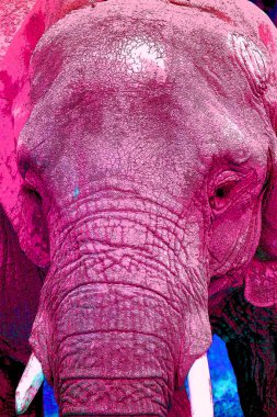 Renkli pop sanat fili simgesi.