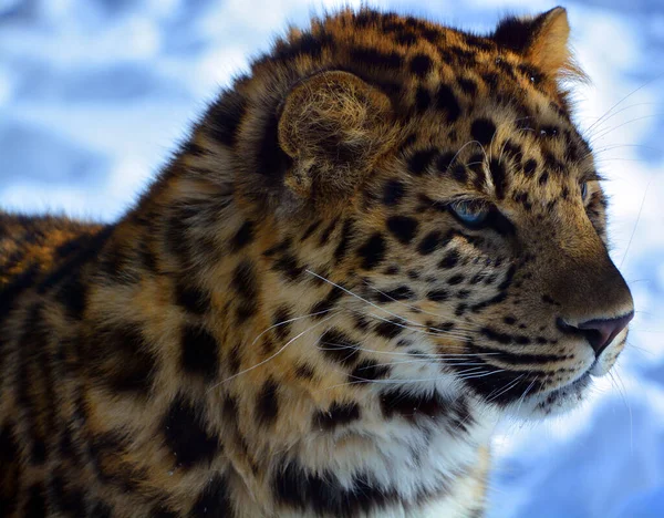 Amur Leopard Ist Eine Leoparden Unterart Die Der Region Primorje — Stockfoto