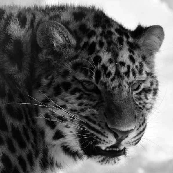 Leopardo Amur Una Subespecie Leopardo Originaria Región Primorye Sudeste Rusia — Foto de Stock