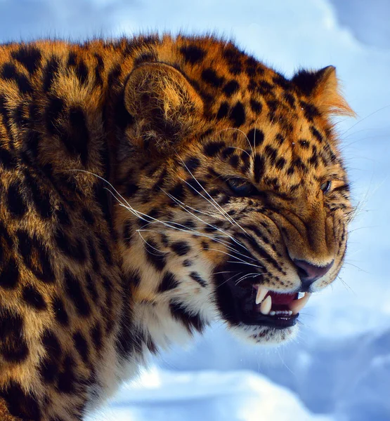 아무르 Amur Leopard 러시아 남동부 프리모르예 북동부질린 원산지인 아종이다 — 스톡 사진