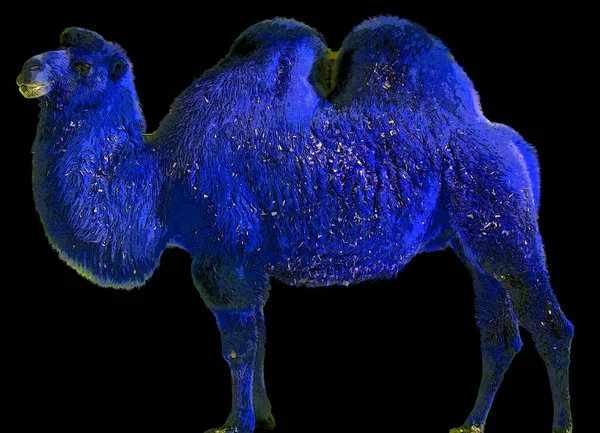 Верблюд Неголосним Роді Camelus Виразними Жировими Відкладеннями Відомими Горби Зворотній — стокове фото