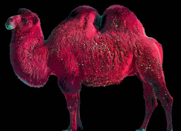 Camel Ungulado Dentro Gênero Camelus Tendo Depósitos Gordura Distintivos Conhecidos — Fotografia de Stock