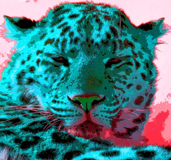 Амурський Леопард Amur Leopard Підвид Леопарда Родом Примор Південному Сході — стокове фото