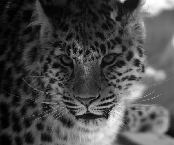 Leopardo Amur Uma Subespécie Leopardo Nativa Região Primorye Sudeste Rússia — Fotografia de Stock
