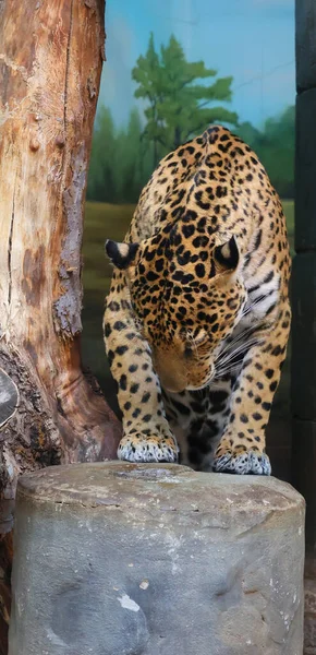 Jaguar cub is a feline in the Panthera genus only extant Panthera species native to the Americas. Jaguar is the third-largest feline after the tiger & lion & largest in the Americas