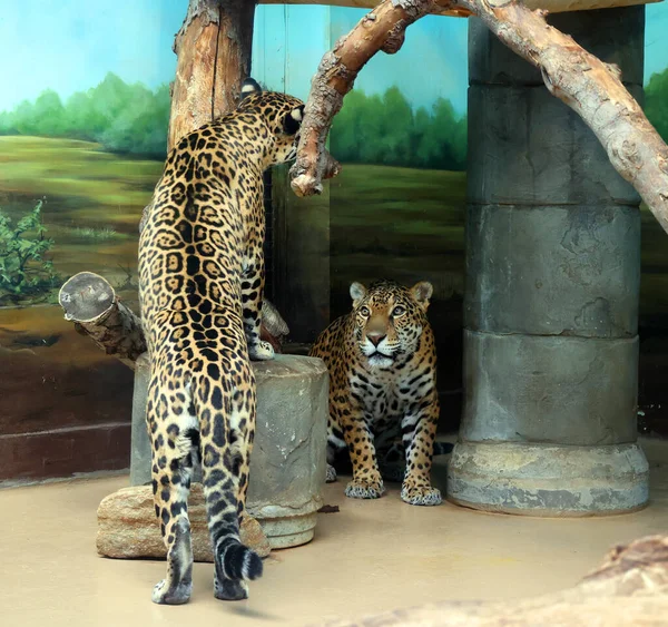 Jaguar cub is a feline in the Panthera genus only extant Panthera species native to the Americas. Jaguar is the third-largest feline after the tiger & lion & largest in the Americas