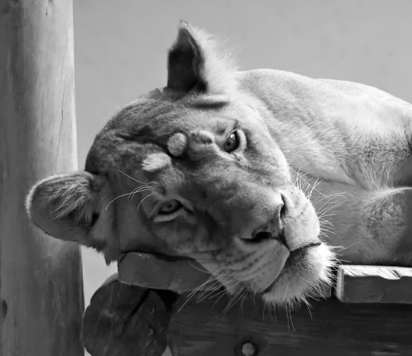 Black White Portrait Young Beautiful Lion — 스톡 사진