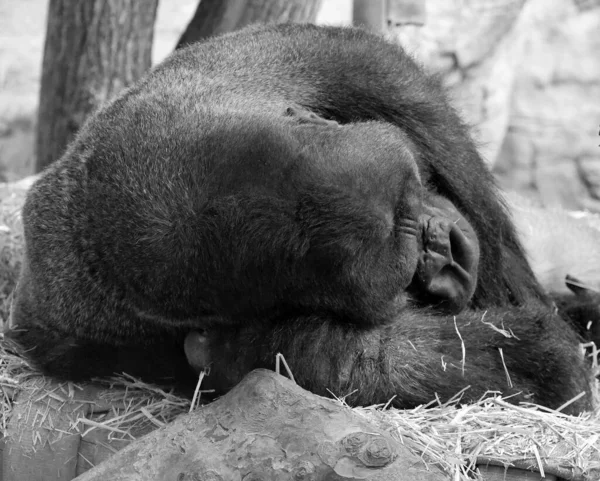 close up of a black gorilla sleeping in zoo