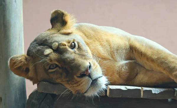 Lion Zoo Close Portrait — 스톡 사진