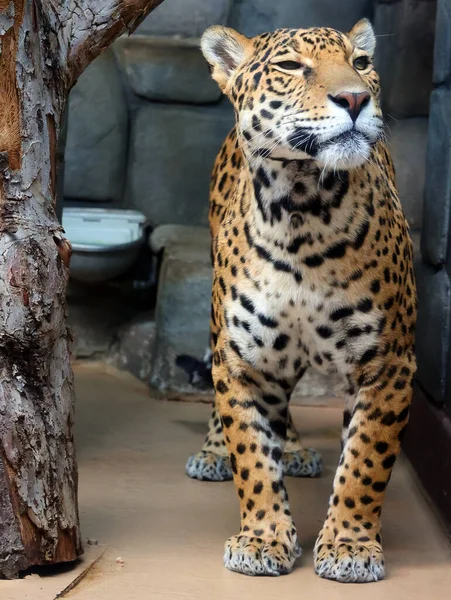 Ягуар Детёныш Является Кошачьим Роде Panthera Обитающем Северной Южной Америке — стоковое фото