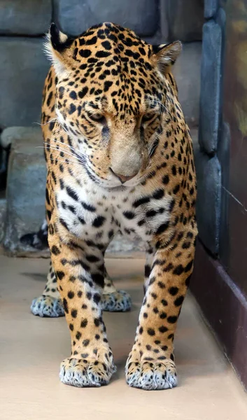 Jaguar Cub Uma Espécie Felino Gênero Panthera Nativa Das Américas — Fotografia de Stock