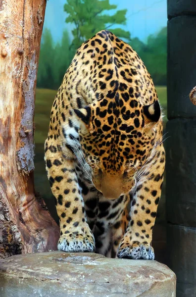 Cucciolo Jaguar Felino Del Genere Panthera Unica Specie Panthera Esistente — Foto Stock