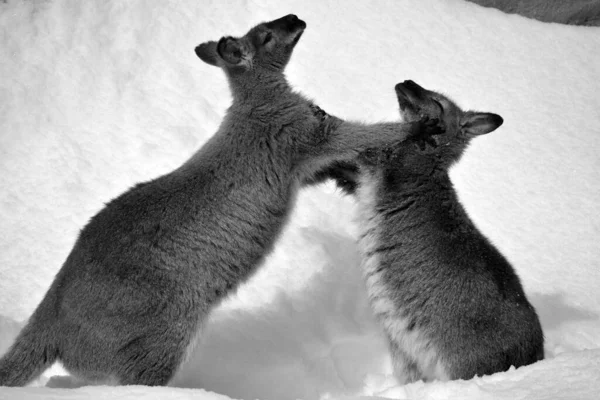 Wallabee Animals Winter Time — Φωτογραφία Αρχείου