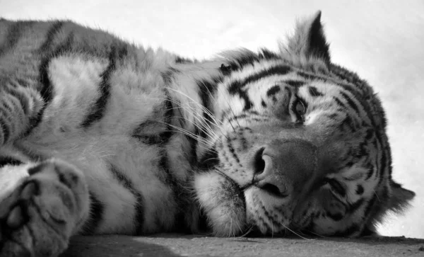 Красивый Тигр Белом Фоне — стоковое фото