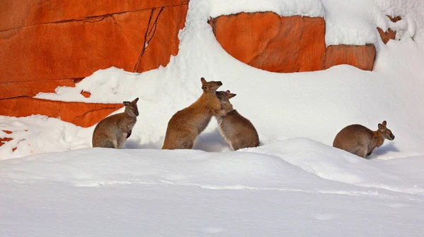 Wallabee Animals Winter Time — Fotografia de Stock