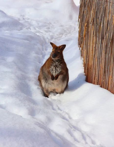 Winter Wallaby Een Dier Van Familie Macropodidae Dat Kleiner Dan — Stockfoto