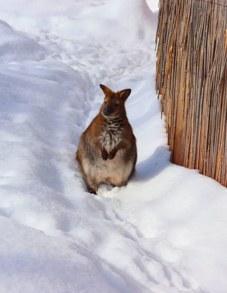 Inverno Wallaby Qualquer Animal Pertencente Família Macropodidae Que Menor Que — Fotografia de Stock