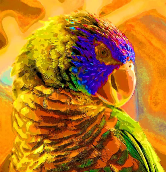 Duha Lorikeet Trichoglossus Moluccanus Druh Papouška Nalezený Austrálii Běžná Podél — Stock fotografie