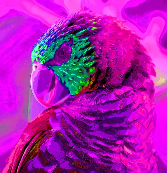 Regenbooglori Trichoglossus Moluccanus Een Papegaai Uit Familie Papegaaien Papegaaien Het — Stockfoto