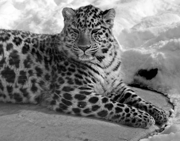 Amur Leopard Leopardí Poddruh Původem Oblasti Primorye Jihovýchodního Ruska Provincie — Stock fotografie