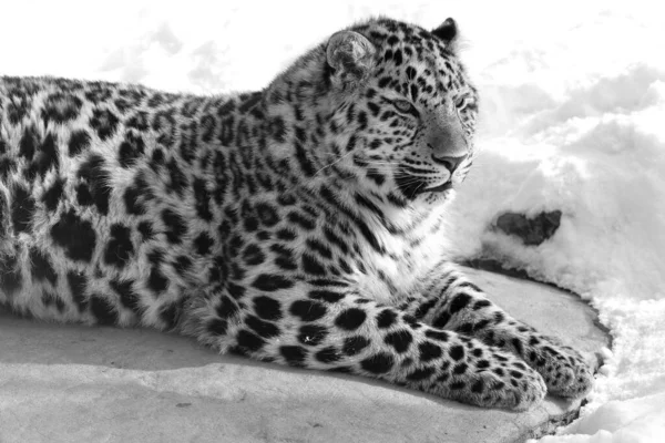 Amur Leopard Leopard Subspecies Native Primorye Region Southeastern Russia Jilin — Stock Photo, Image