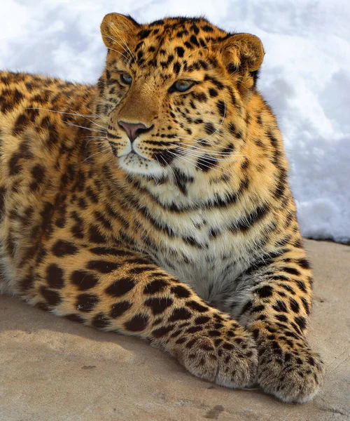아무르 Amur Leopard 러시아 남동부 프리모르예 북동부질린 원산지인 아종이다 — 스톡 사진