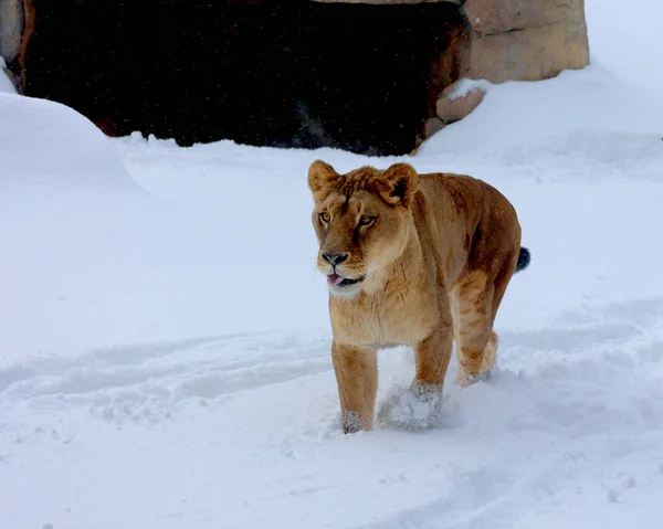 close-up shot of beautiful lion in zoo walking on snowy meadow