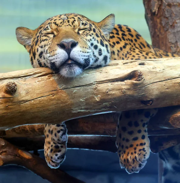 Leopardo Zoológico —  Fotos de Stock
