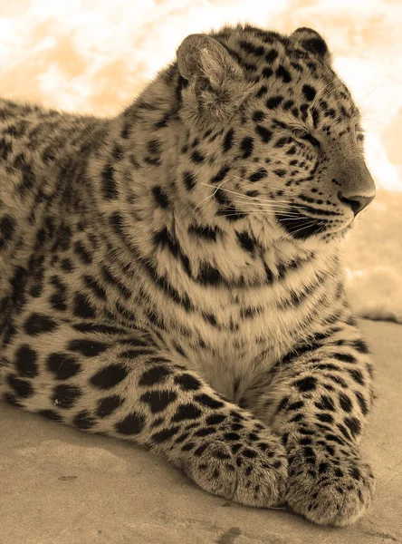 Леопард Зоопарке — стоковое фото