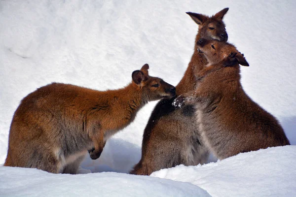 Wallabee Animals Winter Time — Fotografia de Stock