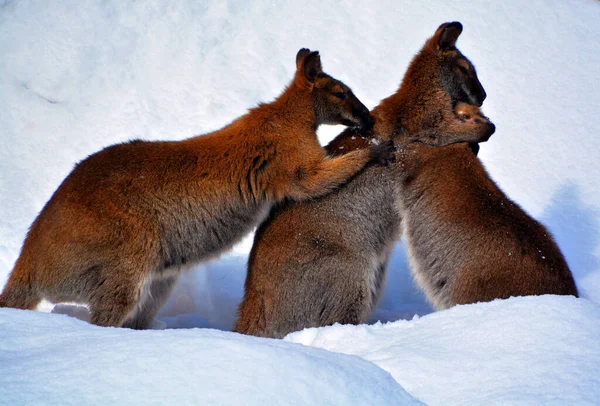 Wallabee Animals Winter Time — 스톡 사진