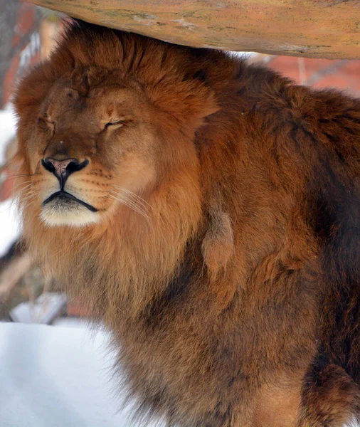 Playing Snow Lion One Four Big Cats Genus Panthera Member — Stok fotoğraf