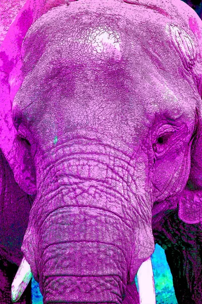 Icono Elefante Arte Pop Con Manchas Color —  Fotos de Stock