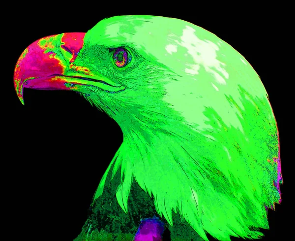 Amerikanische Weißkopfseeadler Zeichen Illustration Pop Art Hintergrund Symbol Mit Lebendigen — Stockfoto