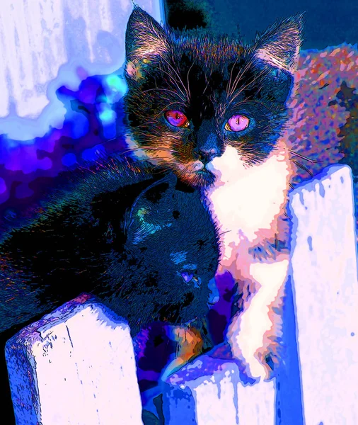 Little Cute Cat Fence Patagonia Argentina Sign Illustration Pop Art — Zdjęcie stockowe