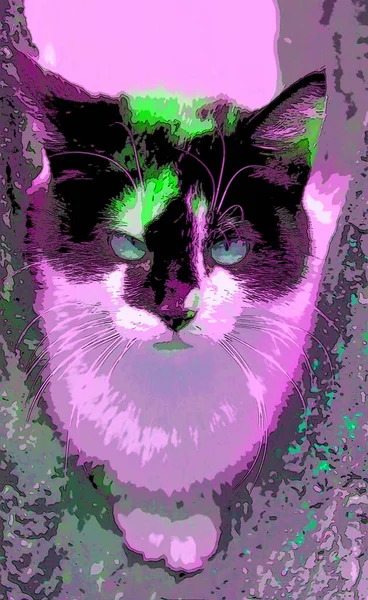 แมวน อยน กบนร วในปาตาโกเน อาร เจนต กษณ ภาพประกอบป อปอาร นหล — ภาพถ่ายสต็อก